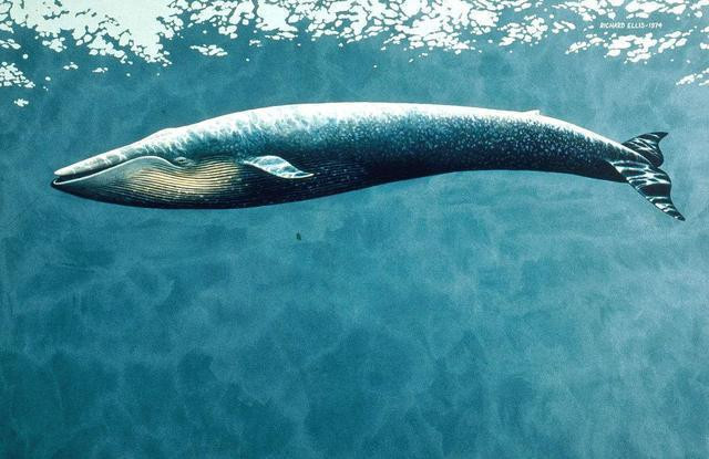 地球上最大的脊椎动物蓝鲸 蓝鲸的体积为何如此巨大?