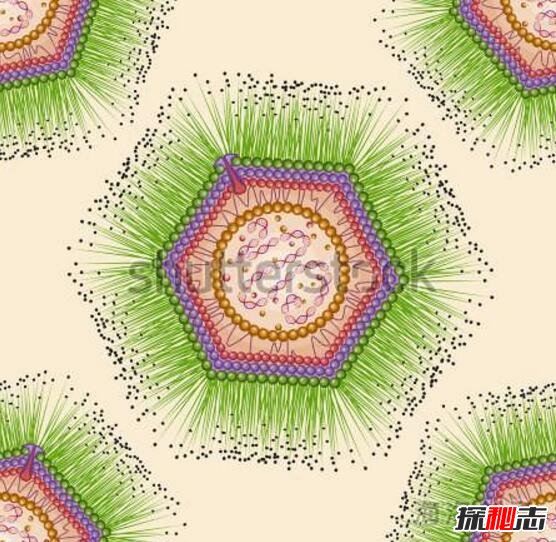 世界上最大的病毒，米米病毒直径800纳米(酷似细菌)