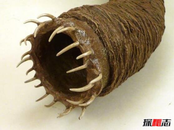 蒙古死亡蠕虫真的存在吗，剧毒大肠虫被质疑是石龙子