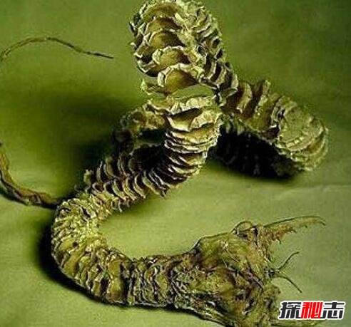 蒙古死亡蠕虫真的存在吗，剧毒大肠虫被质疑是石龙子