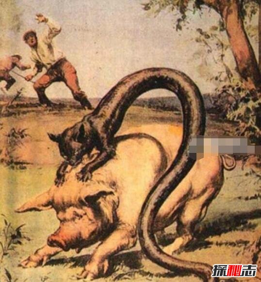神秘魔兽塔佐蠕虫，猫与蛇的结合体(能释放致命毒气)