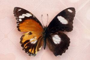 卡申夫鬼美人凤蝶，雌雄同体的阴阳蝶(价值160万)