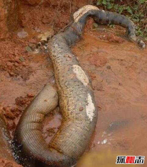 1995年安徽巨蟒渡劫事件，蟒蛇精化龙失败被雷劈死