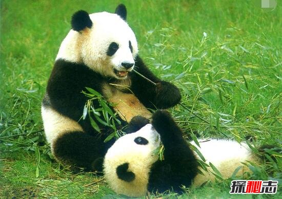 解析历史上大熊猫之迷，熊猫真名叫猫熊(中国最古老生物)