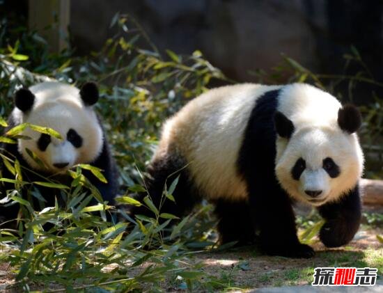 解析历史上大熊猫之迷，熊猫真名叫猫熊(中国最古老生物)