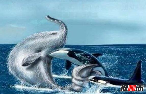揭秘南非海怪真面目，白色长毛鱼其实是鲸鱼尸体