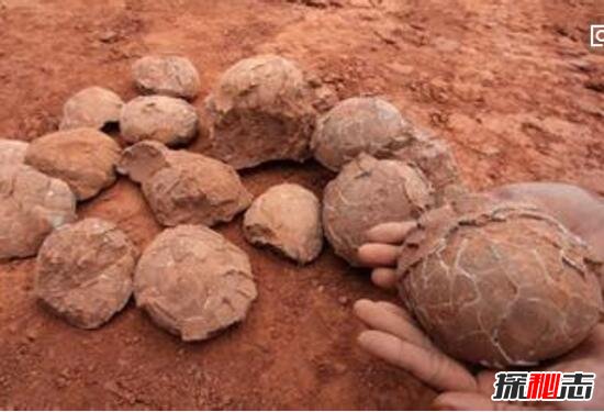 惊动世界的恐龙蛋之谜，中国惊现5000枚亿万年前恐龙蛋