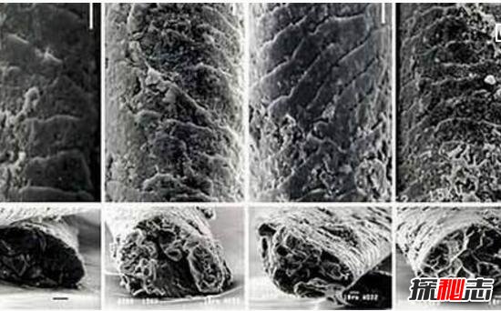 最古老的人类头发，鬣狗粪便中现20万年前头发(粗如钢管)
