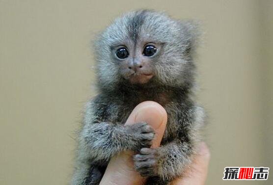 世界上最小的猴子，指猴(体长12厘米仅人的手指那么长)