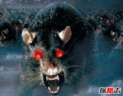 鬼城切尔诺贝利巨鼠事件，核辐射造就变异食人巨鼠(谣言)