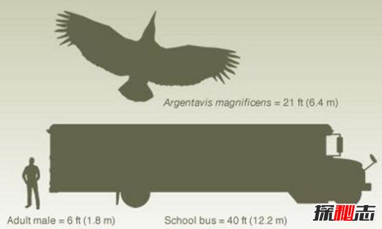 鹰的祖先阿根廷巨鸟，堪比飞机的史前猛禽(翼展7米)