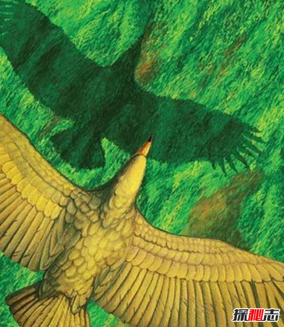 鹰的祖先阿根廷巨鸟，堪比飞机的史前猛禽(翼展7米)