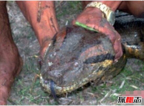 神秘巨蛇现身马来西亚，巨蛇长有龙头7个鼻孔(照片为ps)
