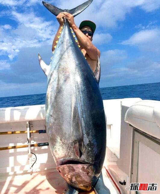世界上最贵的鱼是什么鱼，巨型金枪鱼(价值1190万元)