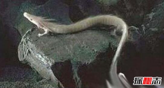 06年真龙吃人的照片，昆仑山古洞发现真龙实则一种洞螈