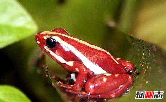 红带箭毒蛙