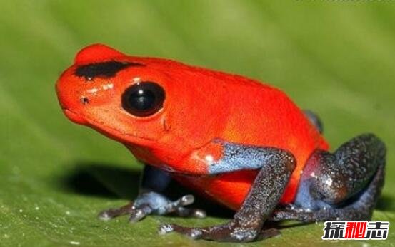 红带箭毒蛙