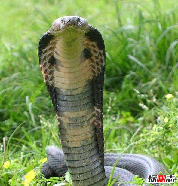 世界上最长的毒蛇，眼镜王蛇长近6米(一口咬死亚洲象)
