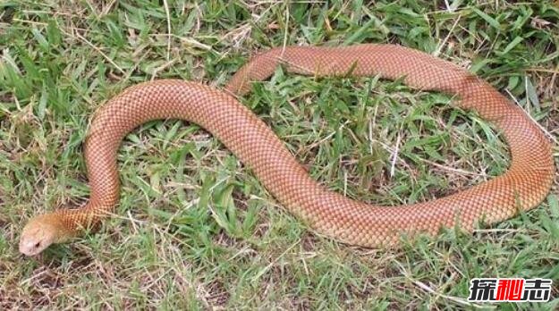 澳洲大陆上最大的毒蛇，棕伊澳蛇(最爱攻击睡觉的人)
