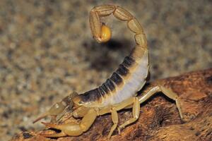 世界上毒性最强的蝎子，巴勒斯坦毒蝎(中毒不死即瘫)