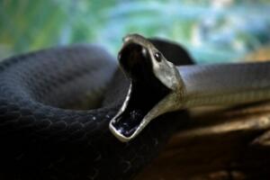 世界上移速最快的毒蛇，黑曼巴蛇一秒6米(一口毒可杀20人)
