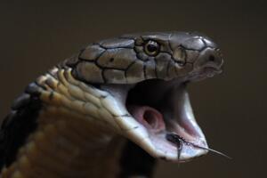 世界上最长的毒蛇，眼镜王蛇长近6米(一口咬死亚洲象)