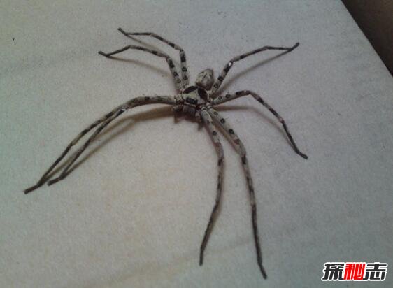 世界上腿最长的蜘蛛，蜢蜘(身长4厘米/腿长30厘米)
