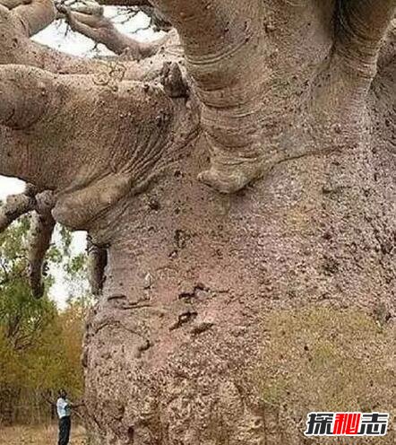 世界上最粗的树有多粗，百骑大栗树(直径18米/树围55米)