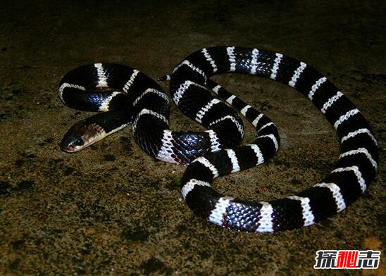 中国毒性最强的蛇，银环蛇(毒液致死量仅0.08毫克)