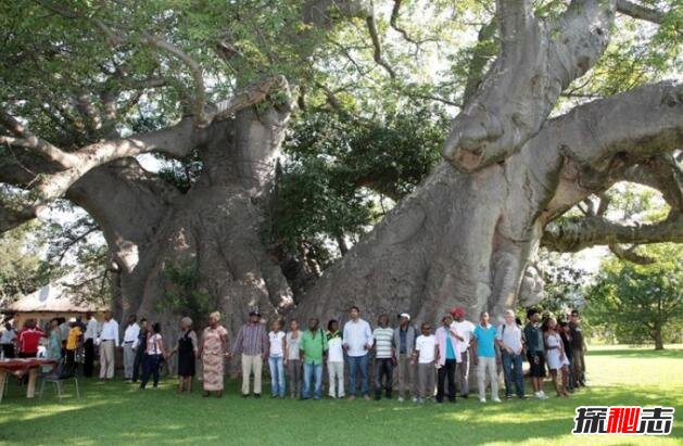 世界上最粗的树有多粗，百骑大栗树(直径18米/树围55米)