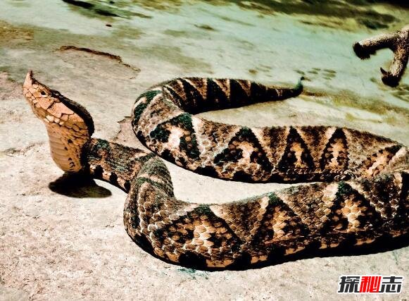 中国十大毒蛇排行榜，银环蛇比眼镜王蛇毒五倍(图片)