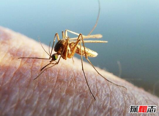 蚊子的寿命有多长，最多可以活四个月(3到7天是假的)