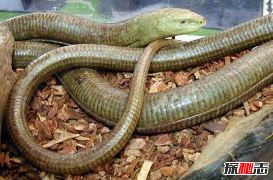 阿西娜玻璃蛇是无腿蜥蜴，全身透明一碰就断(视频图片)
