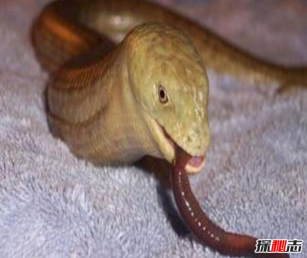 阿西娜玻璃蛇是无腿蜥蜴，全身透明一碰就断(视频图片)