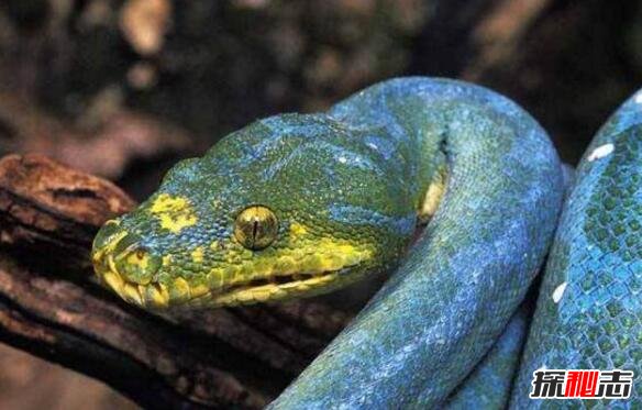 澳大利亚绿树蟒，变异蓝化成蓝血蟒价值330万(图片)