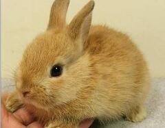 兔中美人儿公主兔，最受女性欢迎的宠物兔(超萌图片)