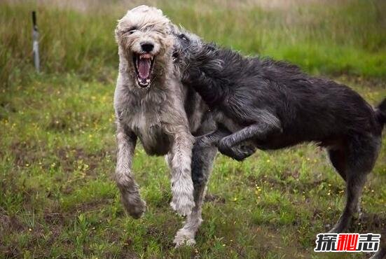 世界上最高大的猎犬，爱尔兰猎狼犬(将当地野狼灭绝)