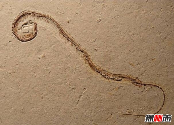 真足蛇是蛇的祖先，是蛇类曾经有脚的证明(图片)