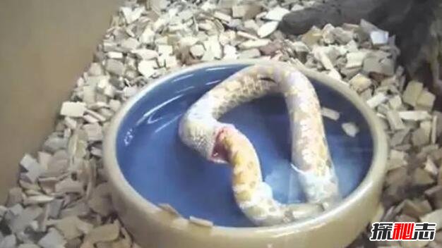 环箍蛇为什么自食其尾，环箍蛇自己吃自己的视频