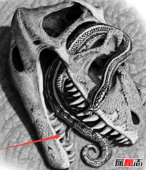 真足蛇是蛇的祖先，是蛇类曾经有脚的证明(图片)