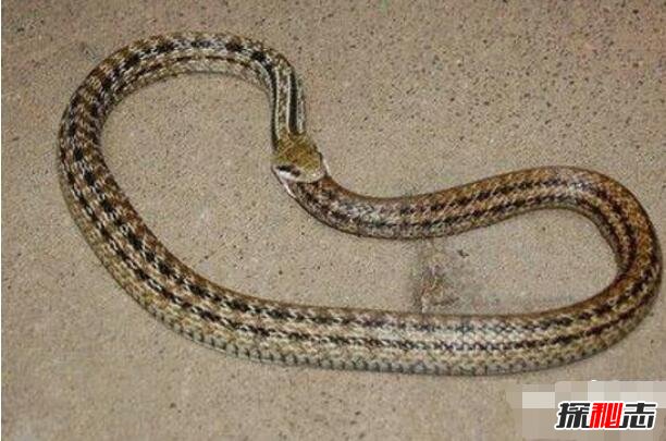 环箍蛇为什么自食其尾，环箍蛇自己吃自己的视频