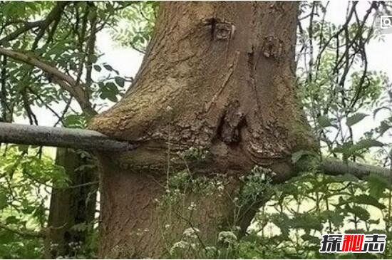 揭秘马达加斯加食人树之谜，食人树真实存在吗(吞噬人肉)