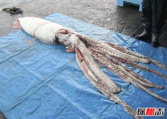 科学揭秘巨型鱿鱼之谜，巨型鱿鱼眼睛如篮球一样大(8米长)