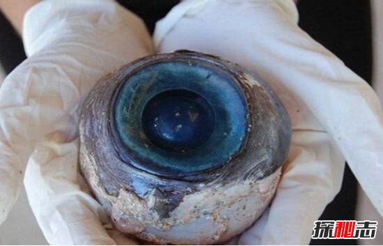 科学揭秘巨型鱿鱼之谜，巨型鱿鱼眼睛如篮球一样大(8米长)