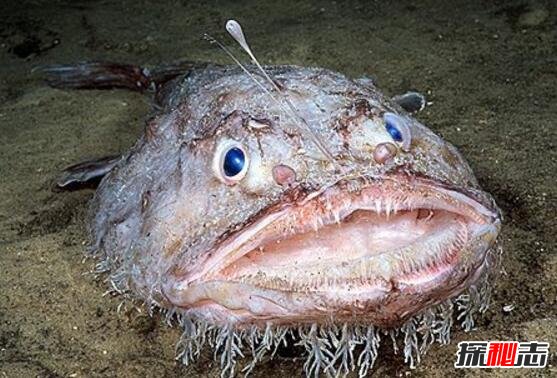 世界上最丑的鱼，鮟鱇鱼很丑但是很美味(内脏可壮阳)