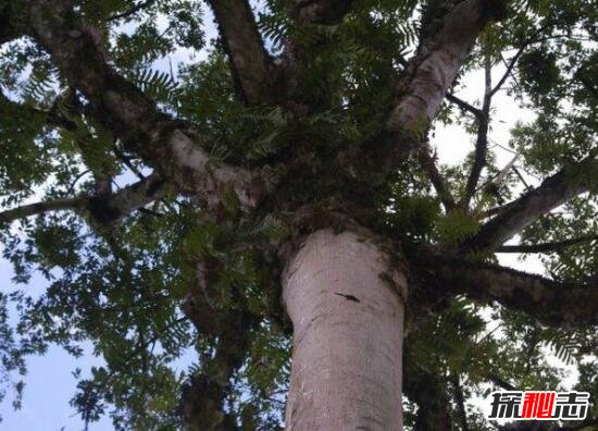 世界上最毒的树，箭毒木/见血封喉树(触之必死/剧毒图片)