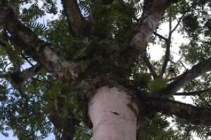 世界上最毒的树，箭毒木/见血封喉树(触之必死/剧毒图片)