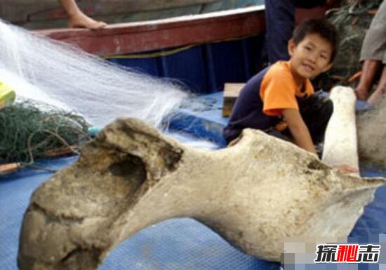 唐山月坨岛巨型骨头之谜，2.6米的巨型骨头疑似史前恐龙