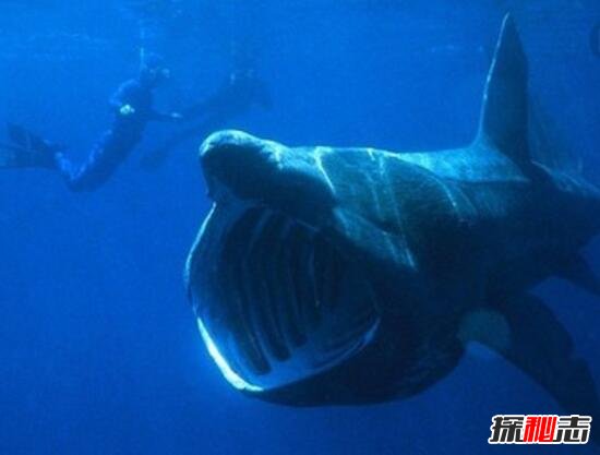 福建惊现深海大嘴怪鱼，竟是罕见巨口鲨鱼(全球不到50只)