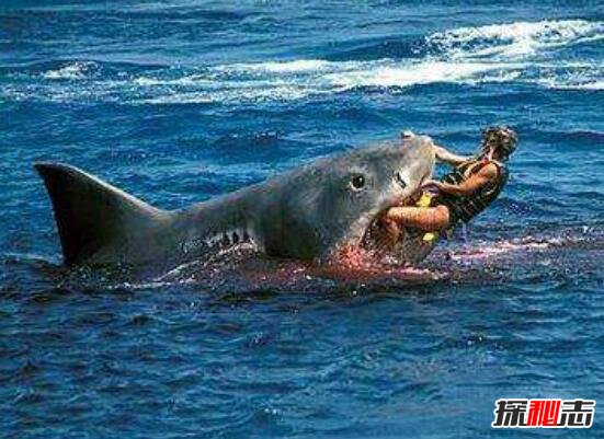 地球上是最大的食肉动物，古噬人鲨吃人图片(21米/103吨)